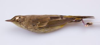 Media type: image;   Ornithology 294381